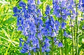 Spanish bluebell (Hyacinthoides hispanica) Excelsior