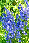 Spanish bluebell (Hyacinthoides hispanica) Excelsior