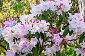 Rhododendron (Rhododendron fortunei x griffithianum)Loderi Pink Diamond