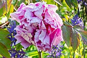 Japanese tree peony (Paeonia suffruticosa) Shin-kamata