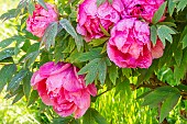 Japanese tree peony (Paeonia suffruticosa) Shikowden