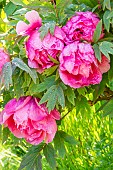 Japanese tree peony (Paeonia suffruticosa) Shikowden