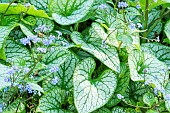 Siberian Bugloss (Brunnera macrophylla) Jack Frost
