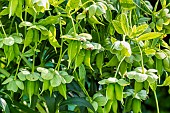 Sterns hybrid hellebore (Helleborus x sternii)