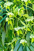 Sterns hybrid hellebore (Helleborus x sternii)