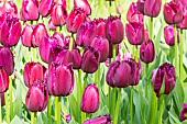 Fringed Tulip Louvre