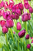Fringed Tulip Louvre
