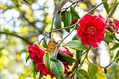 Japanese Camellia (Camellia japonica) Aarons Ruby USA 1958