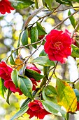 Japanese Camellia (Camellia japonica) Aarons Ruby USA 1958