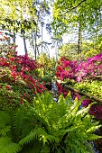 Rhododendron Philinte, Rhododendron Addy Wery, Rhododendron Maxwellii, Ostrich fern (Matteucia struthiopteris), Parc Floral de Vincennes, Paris, France