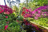 Rhododendron Philinte, Rhododendron Addy Wery, Rhododendron Maxwellii, Ostrich fern (Matteucia struthiopteris), Parc Floral de Vincennes, Paris, France