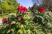 Japanese peony (Paeonia suffruticosa) Shimazu beni