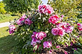 Japanese tree peony (Paeonia suffruticosa) Shikowden