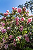 Rhododendron Mrs. G.W. Leak