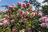 Rhododendron Mrs. G.W. Leak