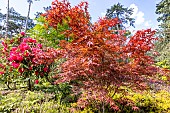 Maple-leaved plane (Acer palmatum) Red Pygmy