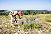 Hand picking of wild lavender on the mountain of Lure, Alpes de Haute Provence, France