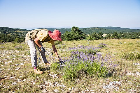 Hand_picking_of_wild_lavender_on_the_mountain_of_Lure_Alpes_de_Haute_Provence_France