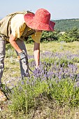 Hand picking of wild lavender on the mountain of Lure, Alpes de Haute Provence, France