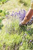 Hand picking of wild lavender on the mountain of Lure, Alpes de Haute Provence, France