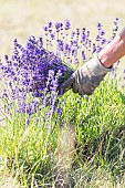 Hand picking of wild lavender on the mountain of Lure, Alpes de Haute Provence, France