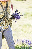 Hand picking of wild lavender on the mountain of Lure, Alpes de Haute Provence, France