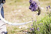 Hand picking of wild lavender on the mountain of Lure, Alpes de Haute Provence, France