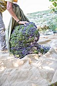 Hand picking of wild lavender on the mountain of Lure, Alpes de Haute Provence, France