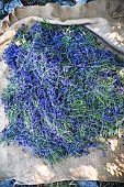 Hand picking of wild lavender on the mountain of Lure, Alpes de Haute Provence, France