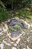 Hand picking of wild lavender on the mountain of Lure, Alpes de Haute Provence, France