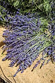 Hand picking of wild lavender on the mountain of Lure, Alpes de Haute Provence, France