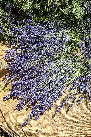 Hand_picking_of_wild_lavender_on_the_mountain_of_Lure_Alpes_de_Haute_Provence_France