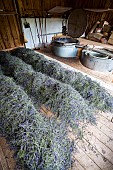 Distillation of wild lavender to obtain essential oil, Montagne de Lure, Alpes de Haute-Provence, France