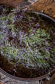 Distillation of wild lavender to obtain essential oil, Montagne de Lure, Alpes de Haute-Provence, France