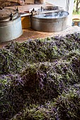 Distillation of wild lavender to obtain essential oil, Montagne de Lure, Alpes de Haute-Provence, France