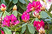 Rhododendron (Rhododendron degronianum) Geisha Lilarosa