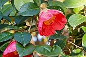 Japanese Camellia (Camellia japonica) Sylvia Italy 1841