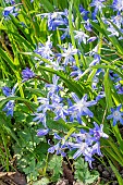 Glory of the snow (Chionodoxa luciliae)
