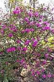 Korean rhododendron (Rhododendron mucronulatum) in bloom