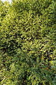 English yew (Taxus baccata) Adpressa