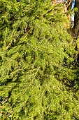 Caucasian Fir (Abies nordmanniana)