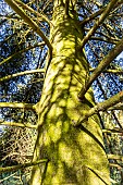 Greek Fir (Abies cephalonica)