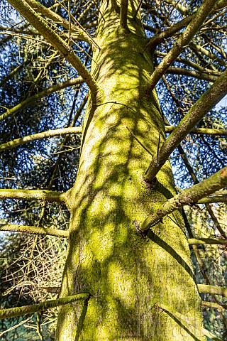 Greek_Fir_Abies_cephalonica