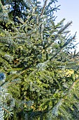 Sitka Spruce (Picea sitchensis)