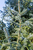 Sitka Spruce (Picea sitchensis)