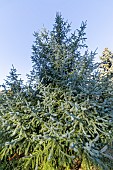 Sitka Spruce (Picea sitchensis)