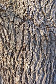 Oregon ash (Fraxinus latifolia)