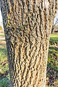 Chinese ash (Fraxinus chinensis rhynchophylla)