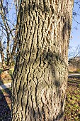 Green ash (Fraxinus pennsylvanica)
