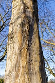 European hornbeam (Carpinus betulus) Pendula